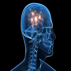 الاســـم:	brain_illo_news_14.jpg
المشاهدات: 104
الحجـــم:	9.4 كيلوبايت